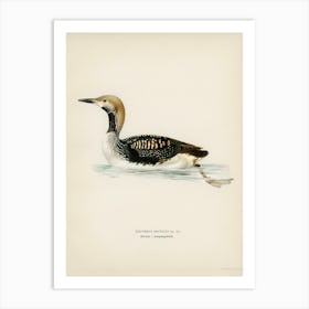 Black Throated Loon, The Von Wright Brothers Art Print