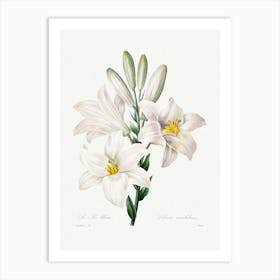 Madonna Lily, Ernst Haeckel Art Print