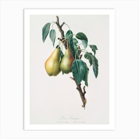 Lemon Pear (Pyrus Limonia) From Pomona Italiana (1817 1839), Giorgio Gallesio Art Print