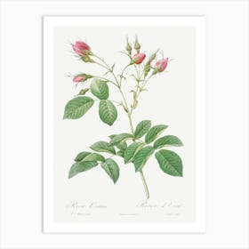 Evrat S Rose With Crimson Buds, Pierre Joseph Redoute Art Print