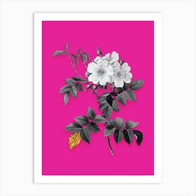 Vintage White Rosebush Black and White Gold Leaf Floral Art on Hot Pink n.0359 Art Print