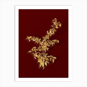 Vintage Rock Buckthorn Botanical in Gold on Red n.0554 Art Print