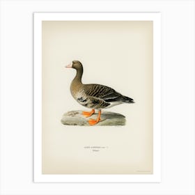 Greater White Fronted Goose, The Von Wright Brothers Art Print