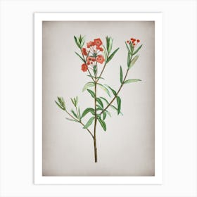 Vintage Bog Laurel Bloom Botanical on Parchment Art Print