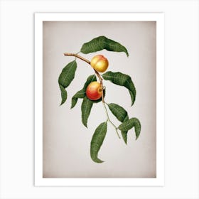 Vintage Peach Botanical on Parchment n.0665 Art Print