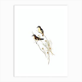 Vintage White Eyebrowed Robin Bird Illustration on Pure White Art Print