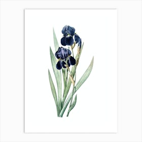 Vintage German Iris Botanical Illustration on Pure White n.0221 Art Print