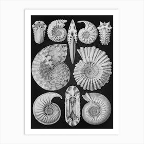 Vintage Haeckel 10 Tafel 44 Ammonshörner Art Print