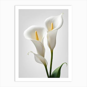 White Calla Lily 6 Art Print