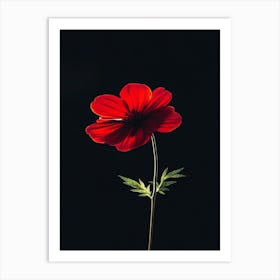 Single Red Flower 1 Art Print