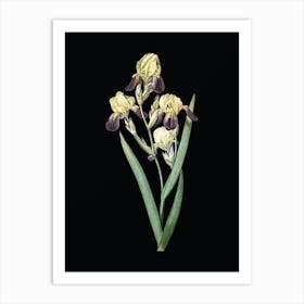 Vintage Elder Scented Iris Botanical Illustration on Solid Black n.0314 Art Print