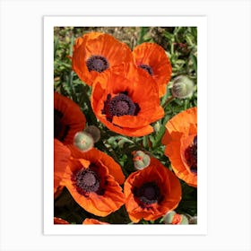 Red poppy blossoms and buds Art Print