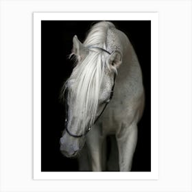 White Horse 1 Art Print