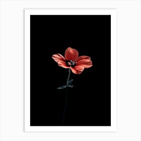 Red Poppy 1 Art Print