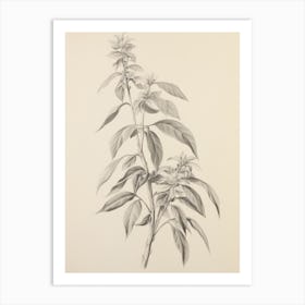 Vintage Plant Drawing Art Print