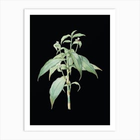 Vintage Commelina Zanonia Botanical Illustration on Solid Black Art Print