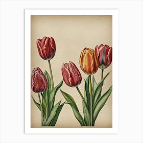 Tulips 3 Art Print