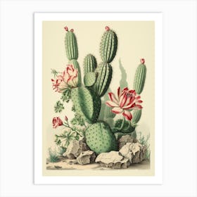 Vintage Cactus Illustration Bishops Cap Cactus Art Print