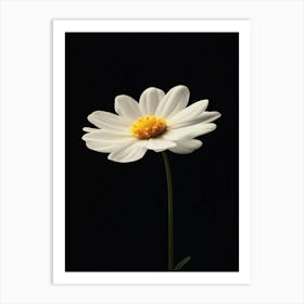 Single White Daisy Art Print