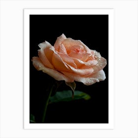 Peach Rose 16 Art Print