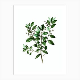 Vintage Evergreen Oak Botanical Illustration on Pure White n.0017 Art Print