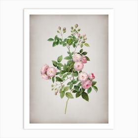 Vintage Pink Baby Roses Botanical on Parchment n.0555 Art Print