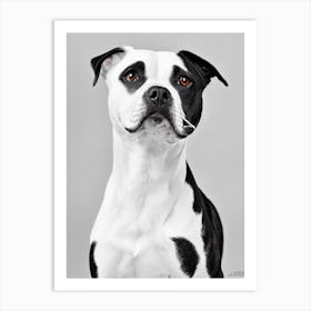 American Staffordshire Terrier B&W Pencil Dog Art Print