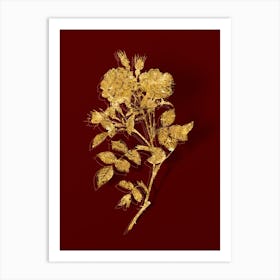 Vintage Queen Elizabeth's Sweetbriar Rose Botanical in Gold on Red n.0507 Art Print