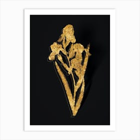 Vintage Elder Scented Iris Botanical in Gold on Black Art Print