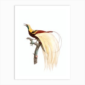 Vintage Emperor Bird Of Paradise Male Bird Illustration on Pure White Art Print