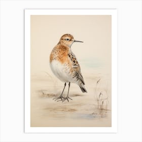 Vintage Bird Drawing Dunlin 3 Art Print