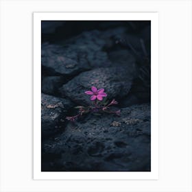 Flower In The Rocks Art Print