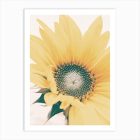 Open Sunflower Art Print