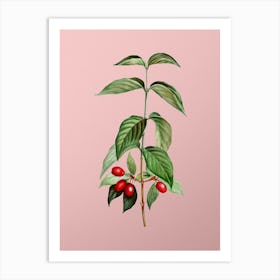 Vintage Cornelian Cherry Botanical on Soft Pink n.0424 Art Print