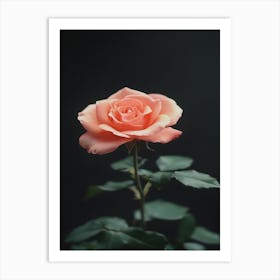 Peach Rose 25 Art Print