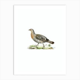 Vintage Western Capercaillie Bird Illustration on Pure White n.0111 Art Print