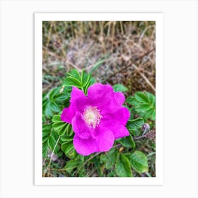 Wild Rose Art Print