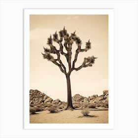 Photograph Of A Joshua Tree In A Sandy Desert 4 Art Print