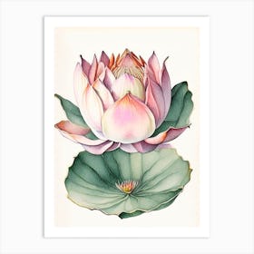 Double Lotus Watercolour Ink Pencil 1 Art Print