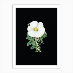 Vintage Mexican Poppy Flower Branch Botanical Illustration on Solid Black n.0244 Art Print