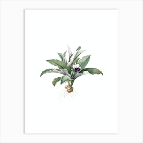Vintage Kaempferia Angustifolia Botanical Illustration on Pure White n.0892 Art Print