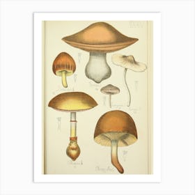 Fungi 1 Art Print