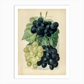Vintage Illustration Of Grape, John Wright Art Print