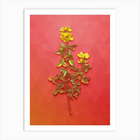 Vintage Common Cytisus Botanical Art on Fiery Red n.1345 Art Print