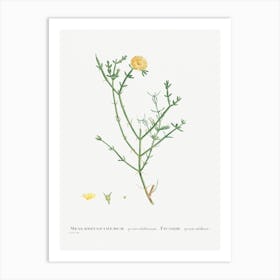 Mesembryanthemum Geniculiflorum, Pierre Joseph Redoute Art Print