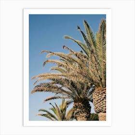 Palmtrees // Ibiza Nature & Travel Photography Art Print