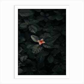 Flower In The Dark 55 Art Print