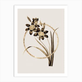 Gold Ring Ixia Tricolore Glitter Botanical Illustration Art Print