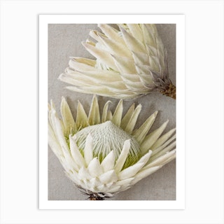 White Proteas Art Print