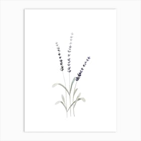 Lavender 2 Art Print